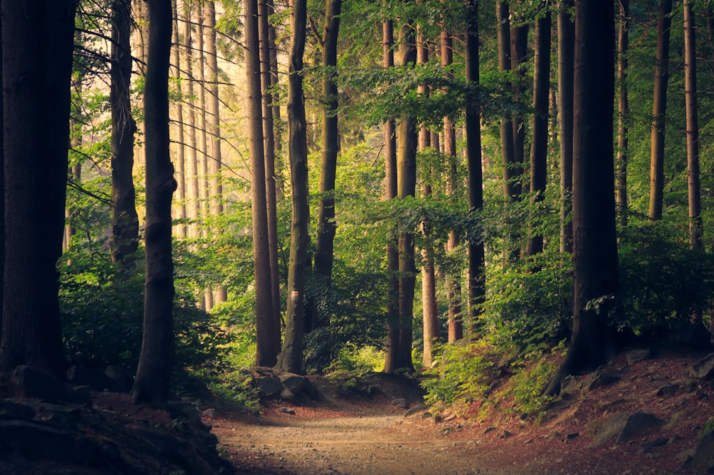 Sunlight in quiet forest